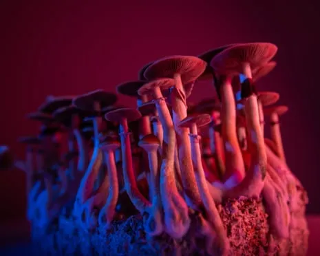 About Psychedelics by the Philosopher: An Intellectual Guide into Mind-Altering Compounds